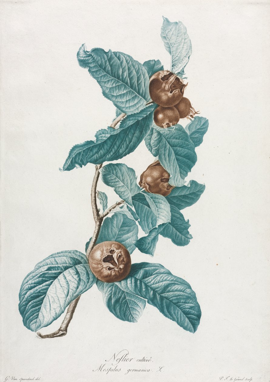 Nespolo coltivato (Mespilus germanica) da Gerard van Spaendonck