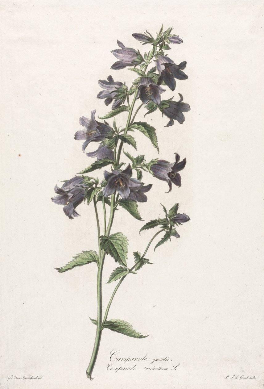 Fleurs dessinées d
