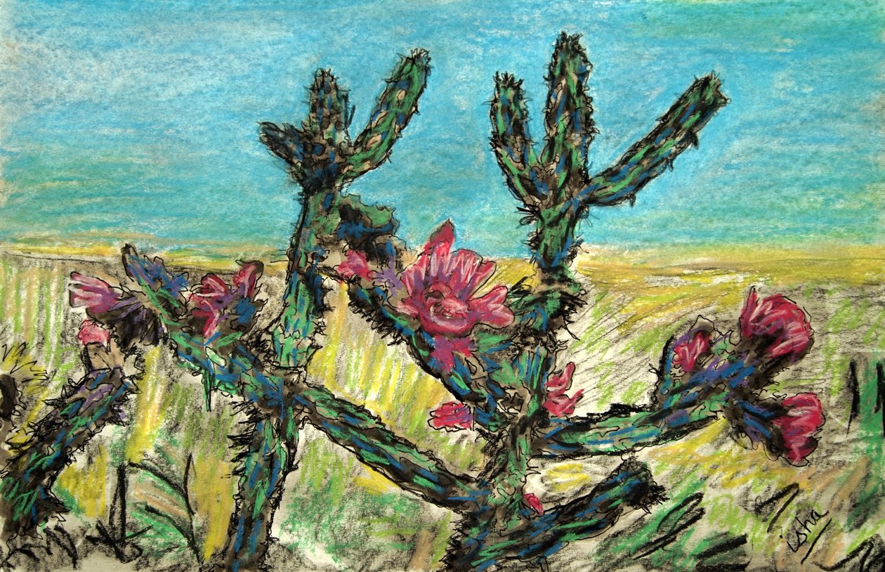 Cholla in fiore, 2017 (disegno su carta) da Gerhardt Isringhaus