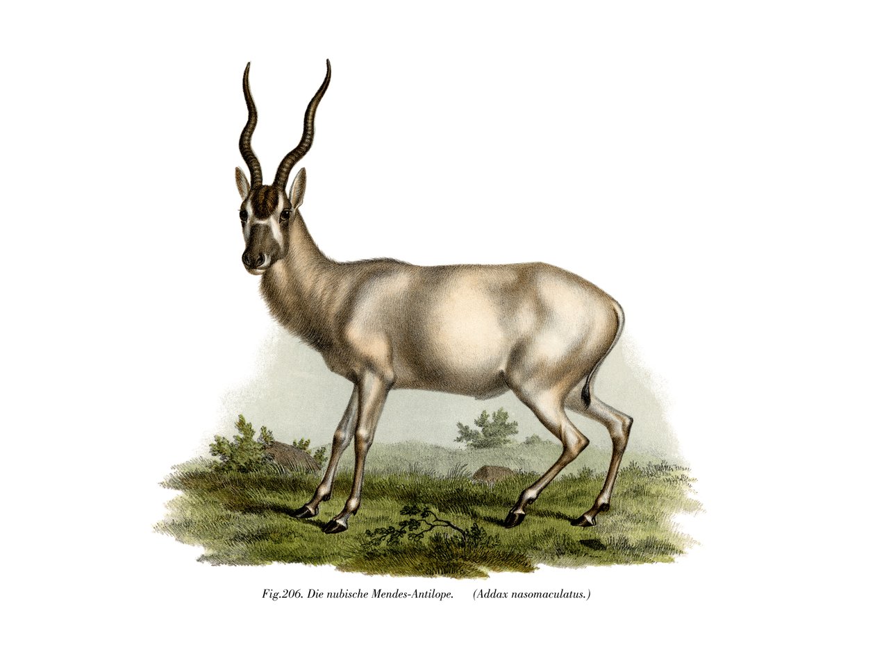 Addax, 1860 da German School
