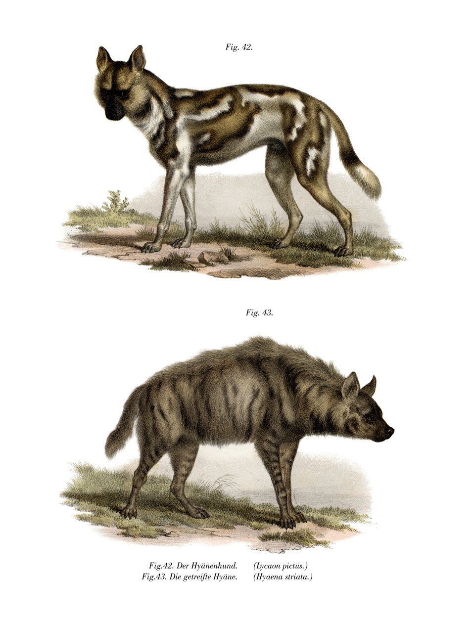 Cane selvatico africano, 1860 da German School