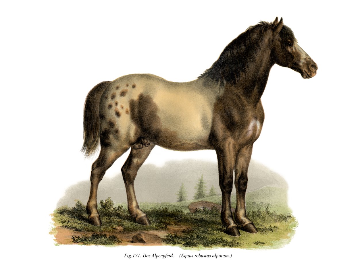 Cavallo alpino, 1860 da German School