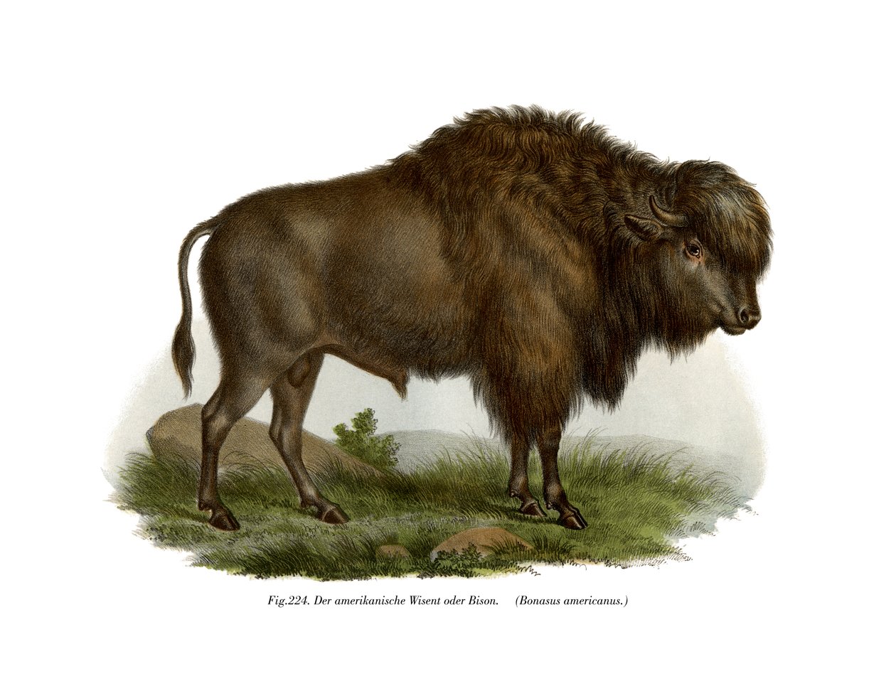 Bisonte americano da German School