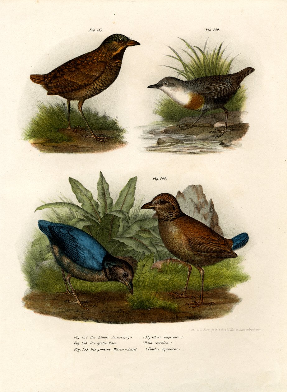 Antpitta, 1864 da German School
