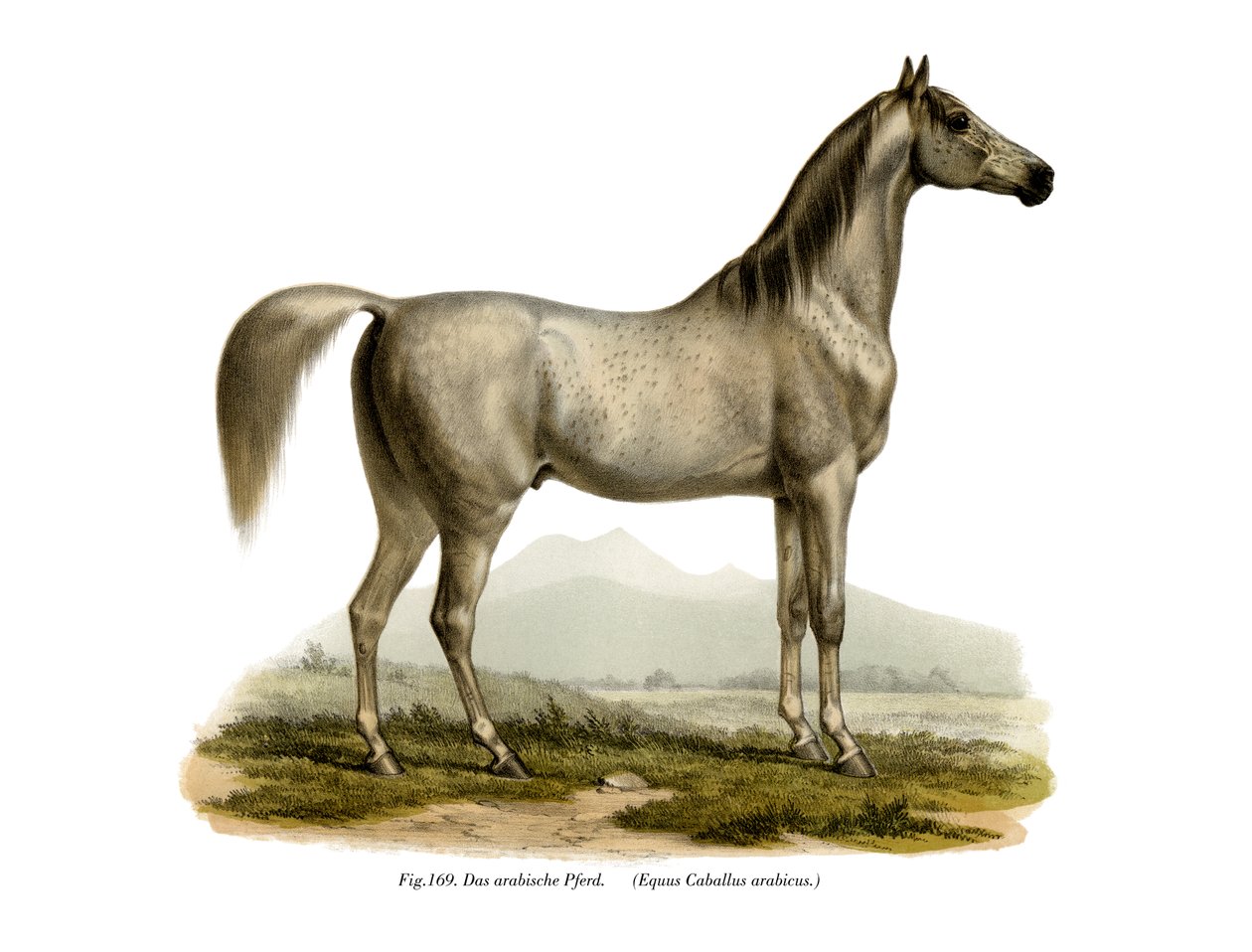 Cavallo arabo, 1860 da German School