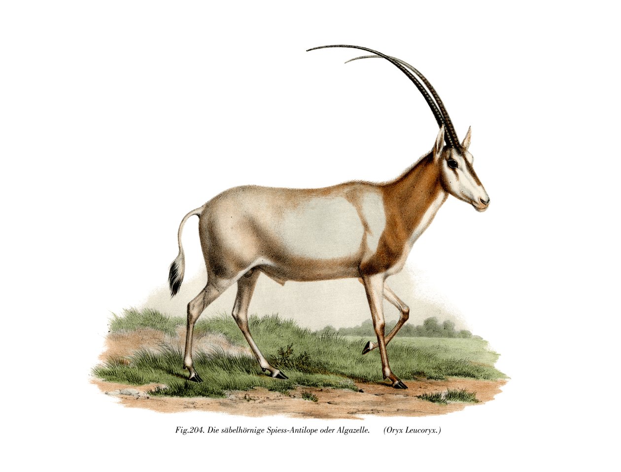 Oryx arabo, 1860 da German School