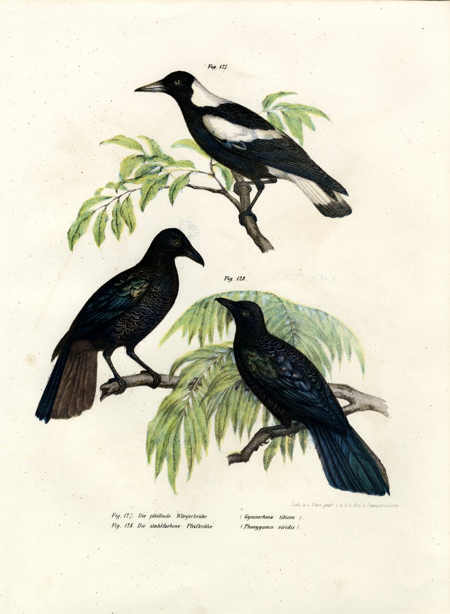 Gazza australiana, 1864 da German School
