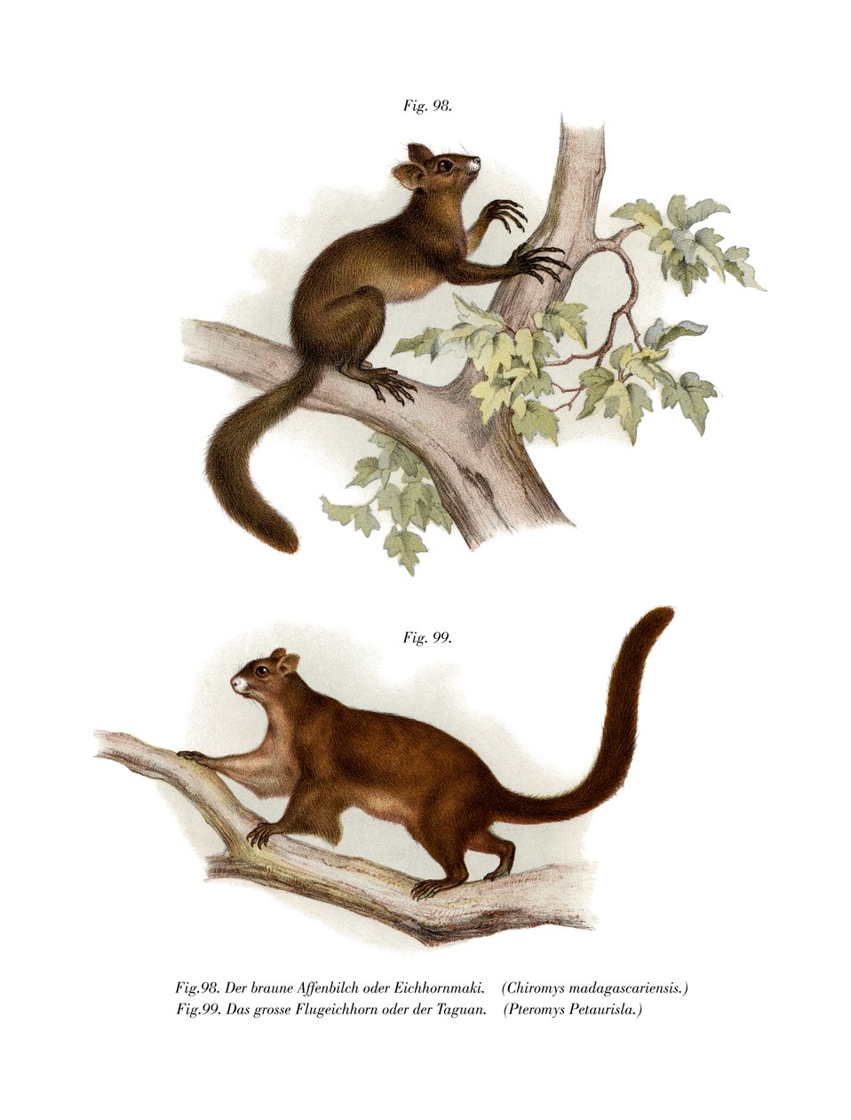 Aye-aye, 1860 da German School