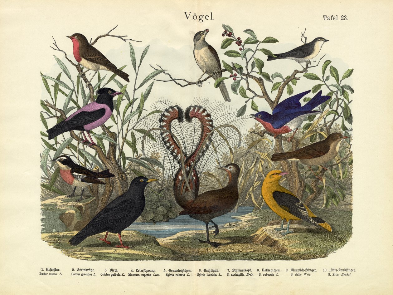 Uccelli, c.1860 da German School