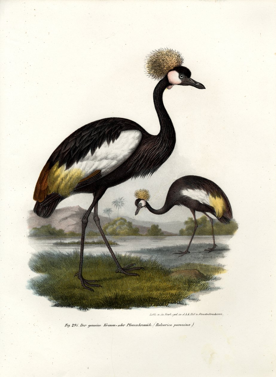 Gru coronata nera da German School