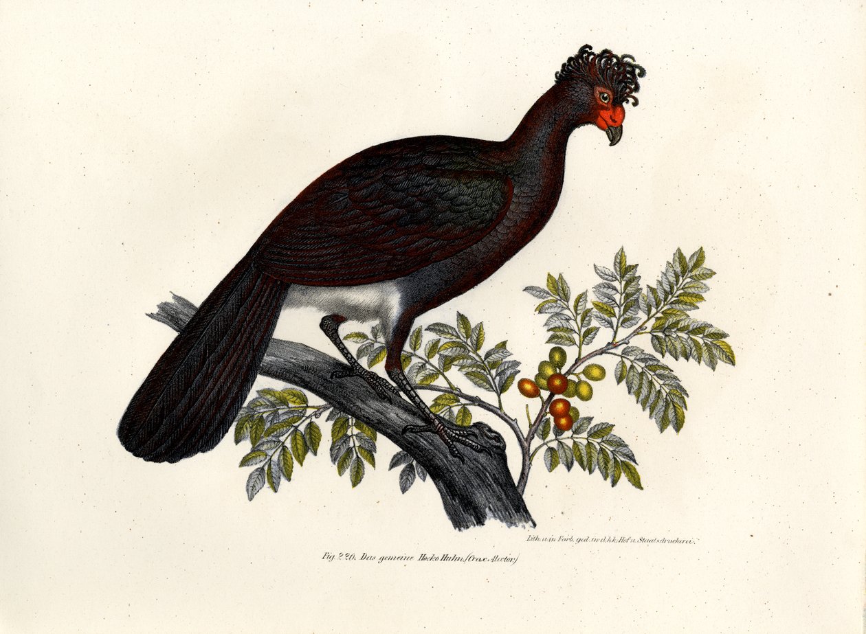 Curassow Nero, 1864 da German School