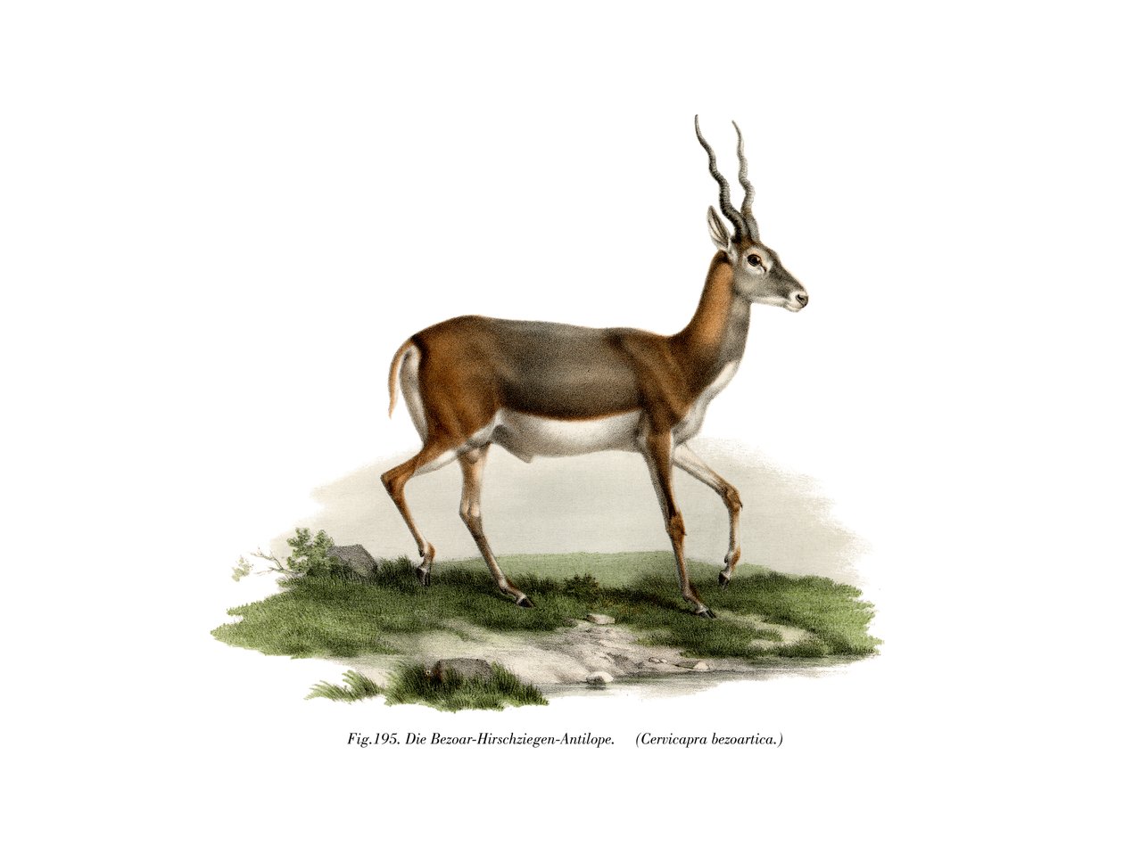 Antilope cervicapra, 1860 da German School