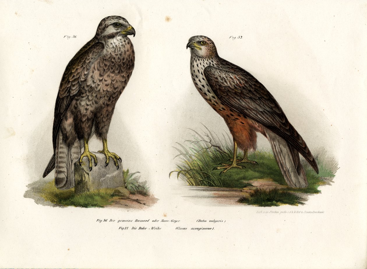 Poiana, 1864 da German School