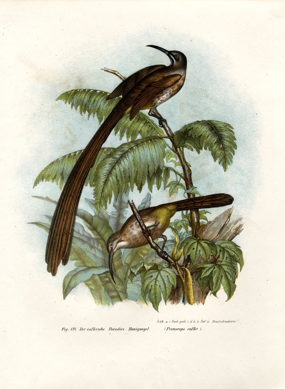 Uccello del miele del Capo, 1864 da German School
