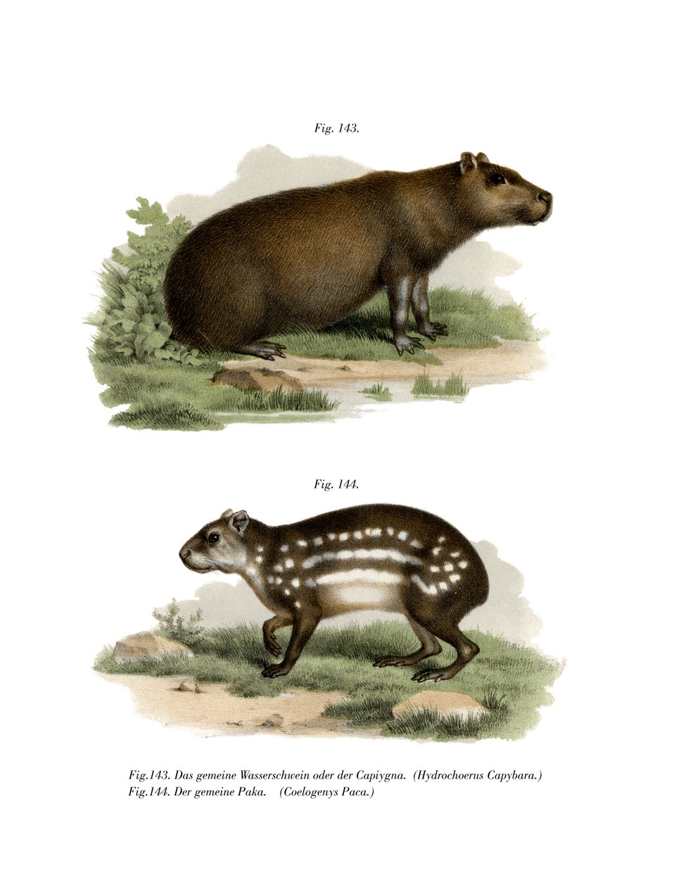 Capibara, 1860 da German School