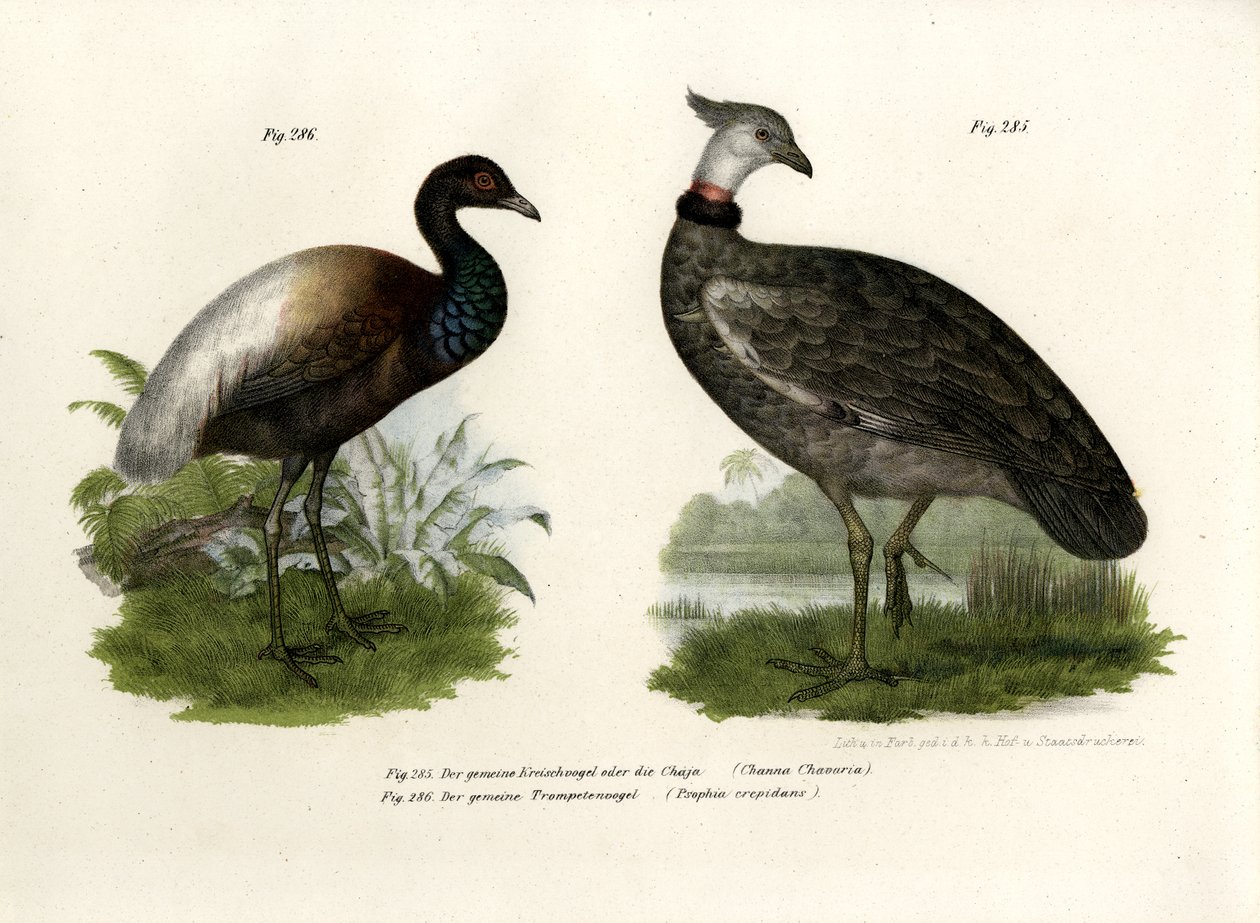 Uccello Chaja, 1864 da German School