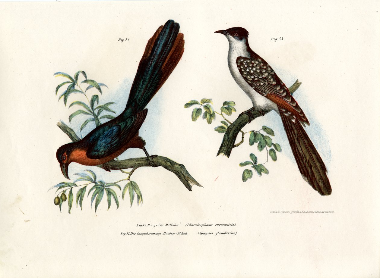 Malkoha petto castano da German School