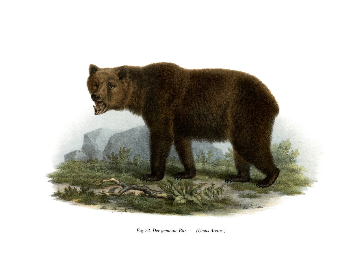 Orso comune, 1860 da German School