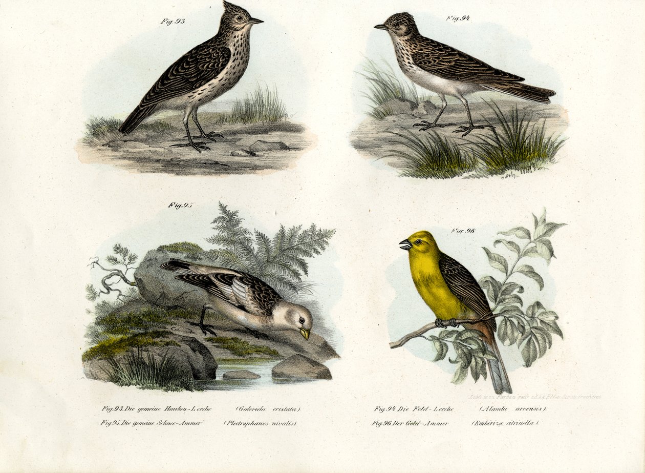 Allodola crestato, 1864 da German School