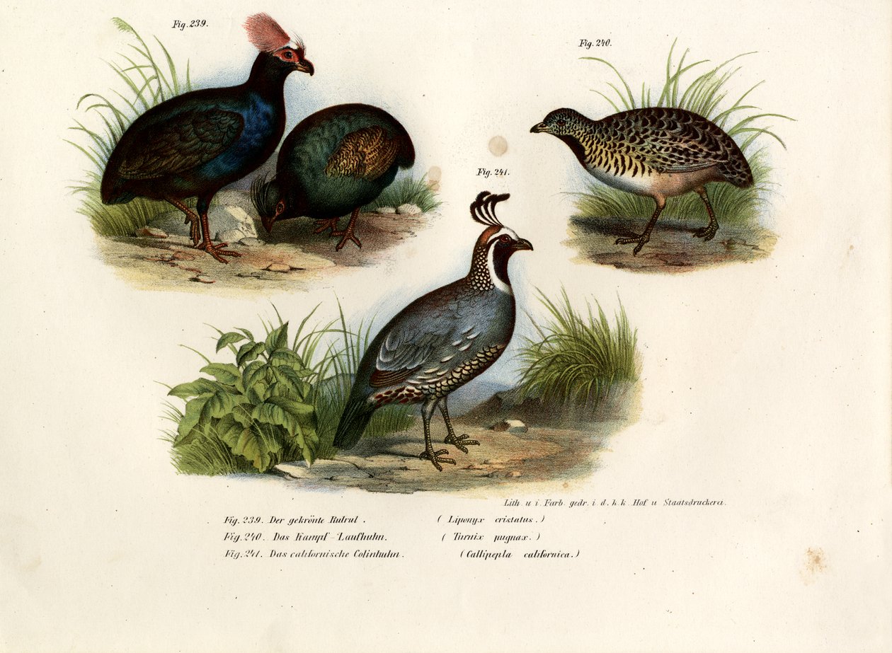 Pernice Crestata, 1864 da German School