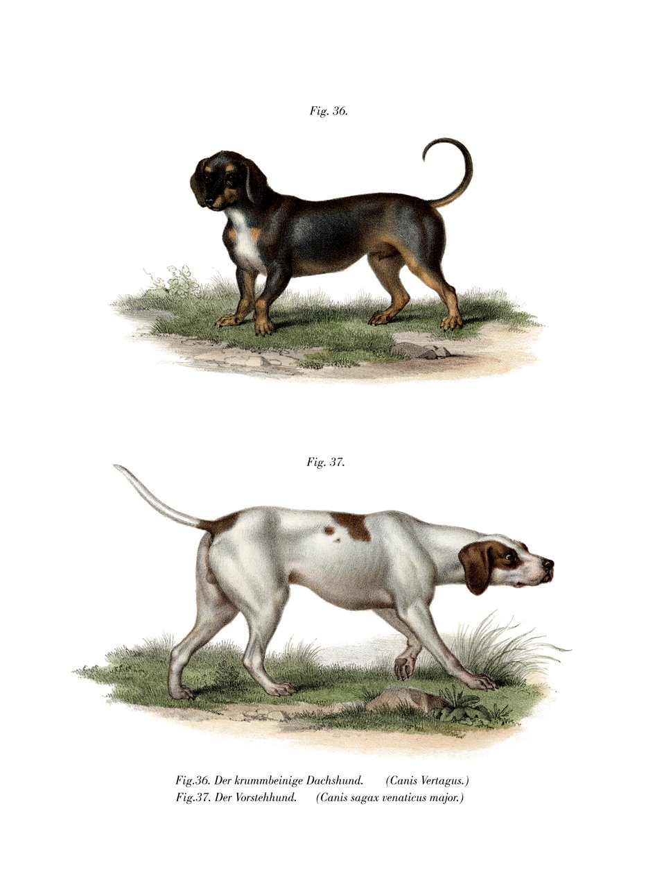 Bassotto, 1860 da German School