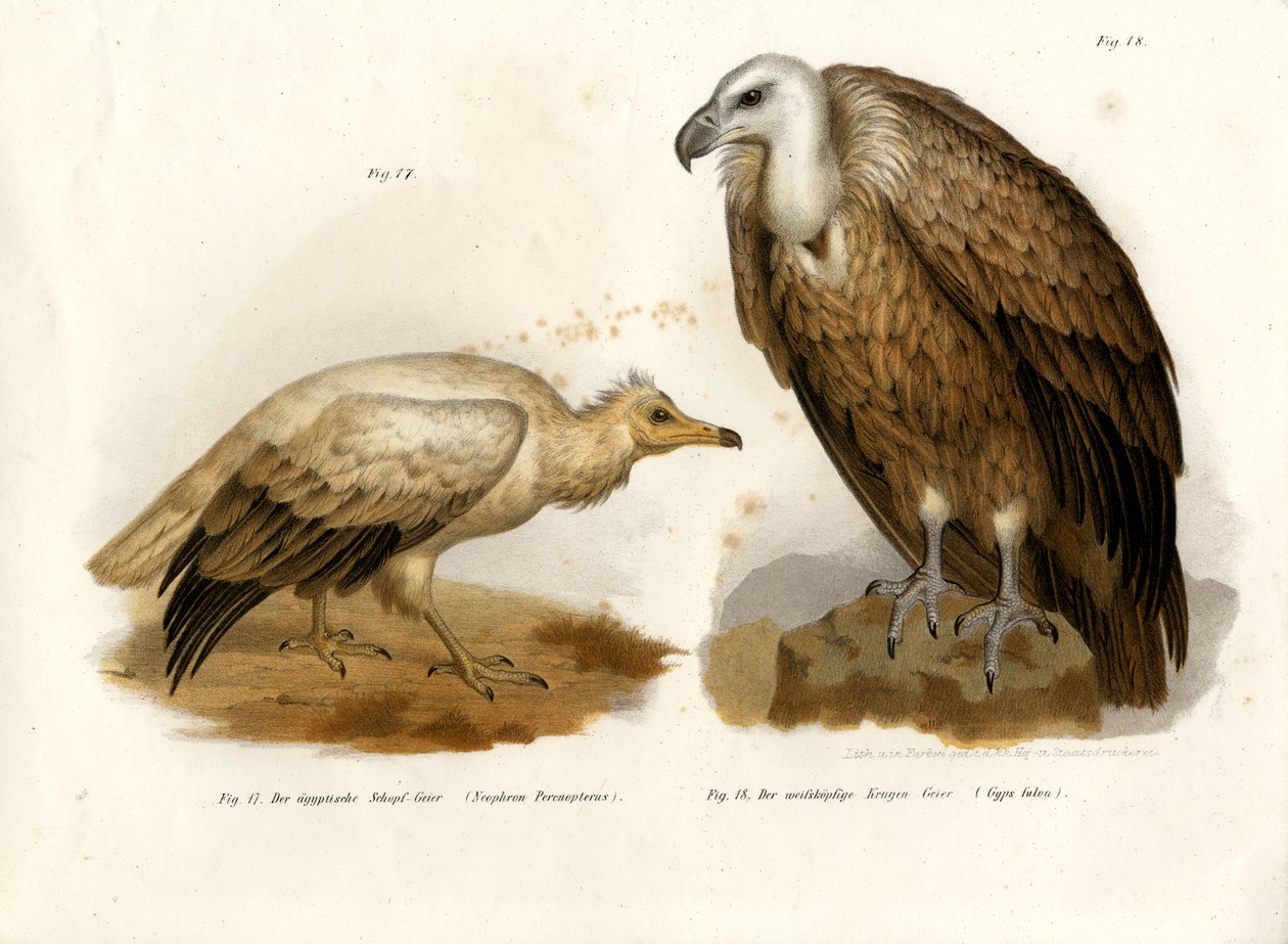 Avvoltoio Egiziano, 1864 da German School