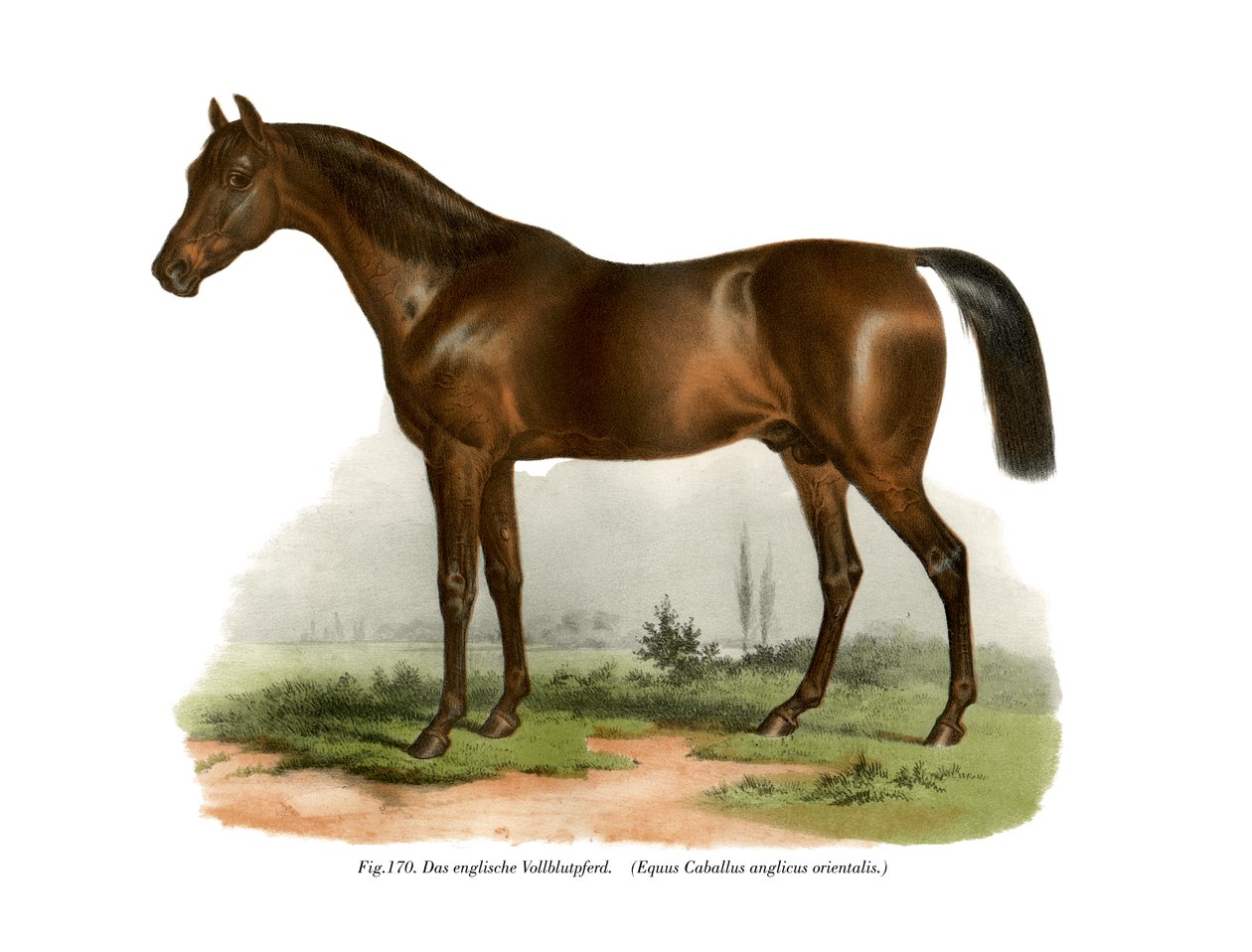 Cavallo purosangue inglese, 1860 da German School