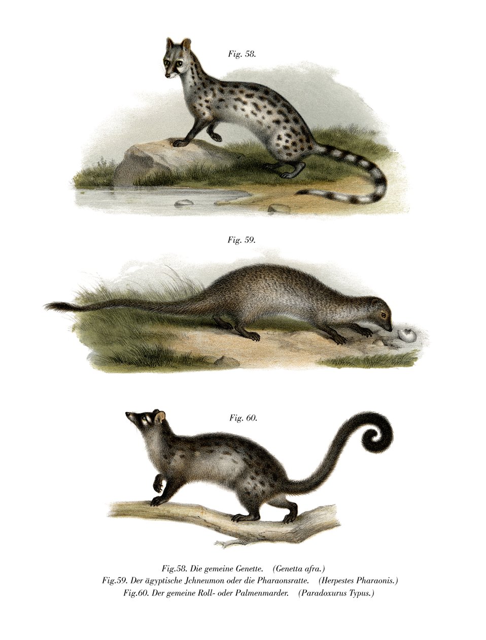 Gatto genet, 1860 da German School