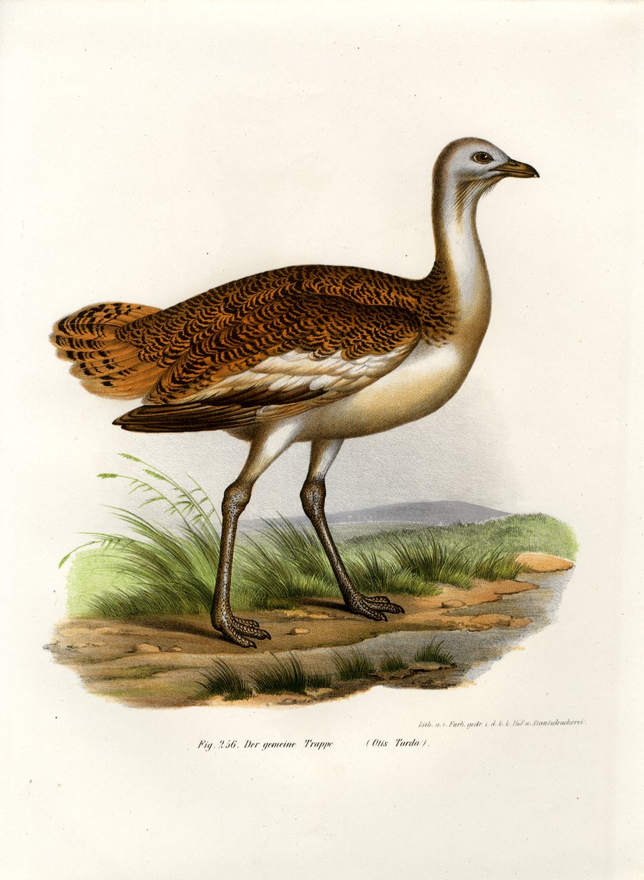 Otarda Maggiore, 1864 da German School