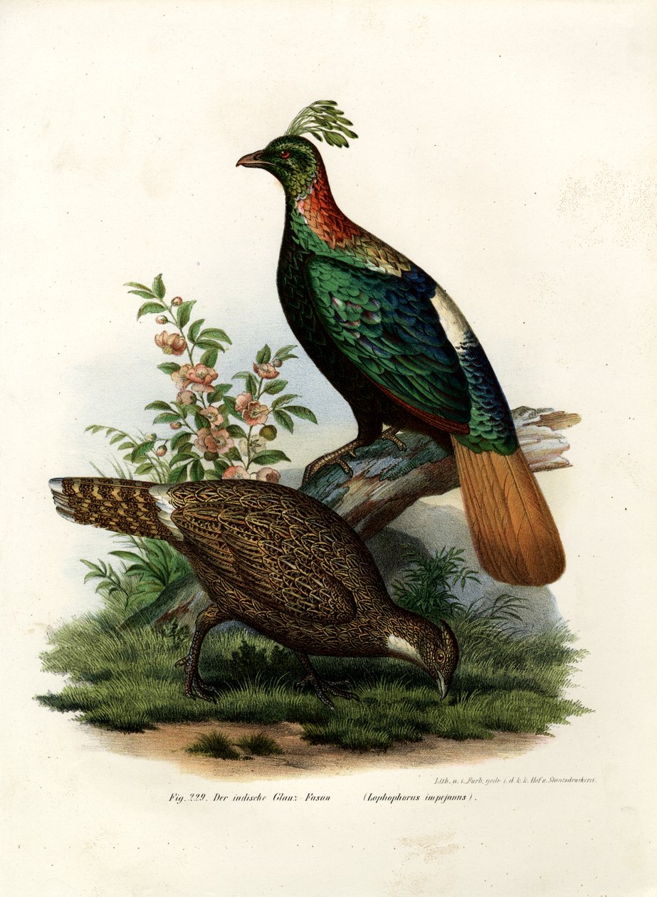 Fagiano Monal Himalayano, 1864 da German School