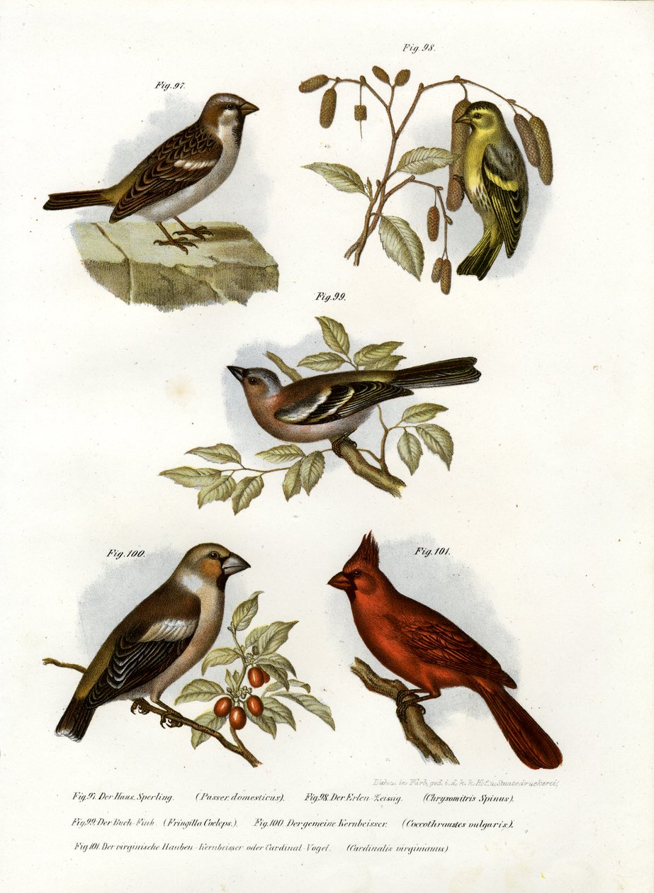 Passero domestico, 1864 da German School