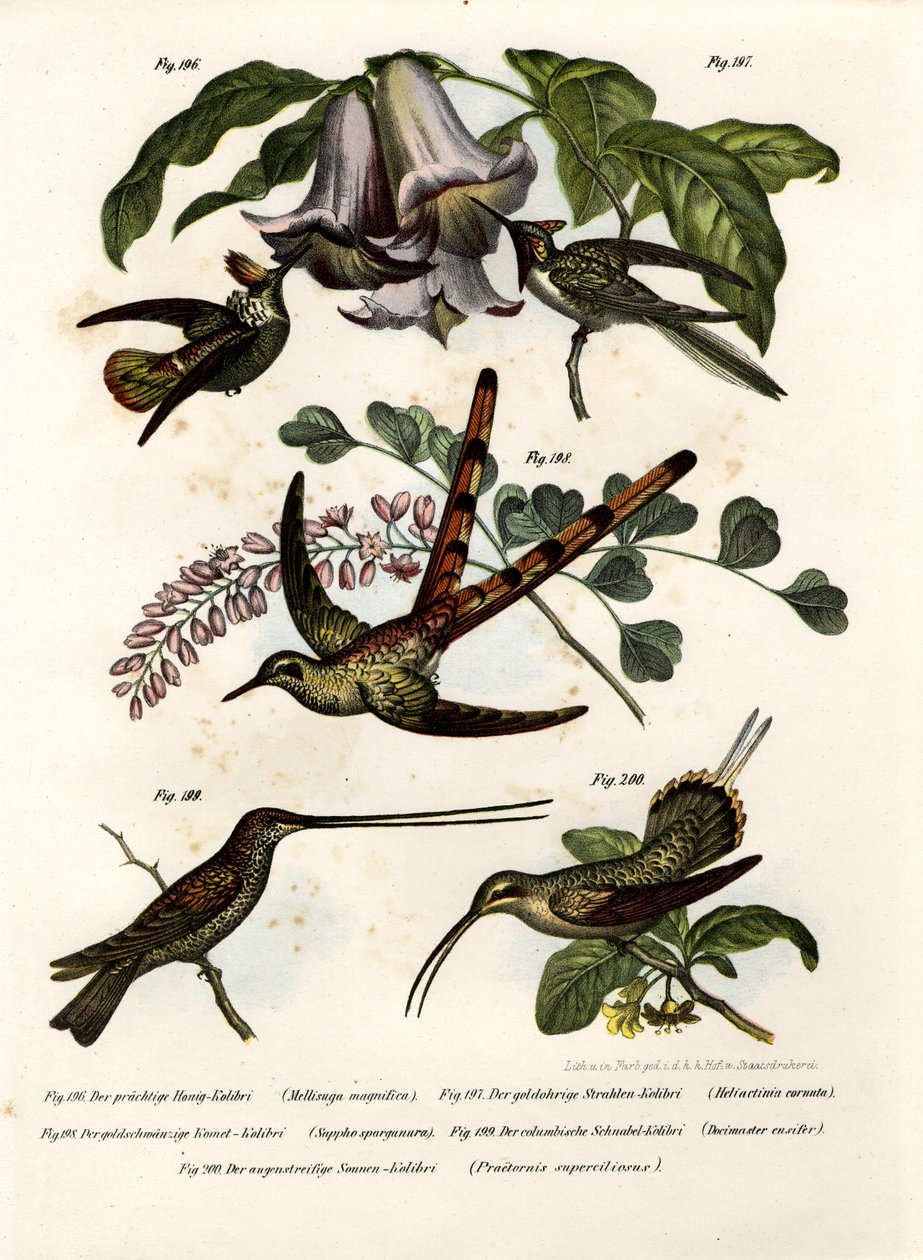 Colibrì, 1864 da German School