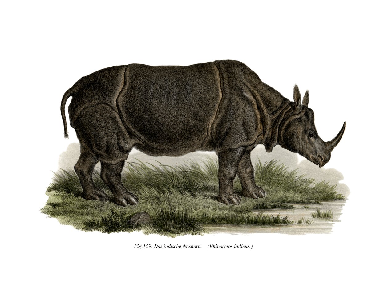 Rinoceronte indiano, 1860 da German School