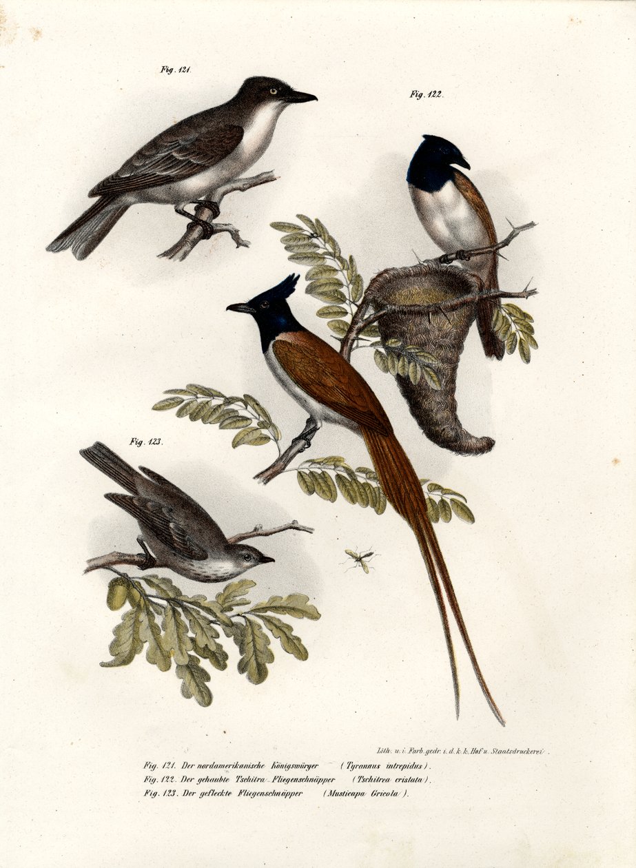Re degli uccelli, 1864 da German School