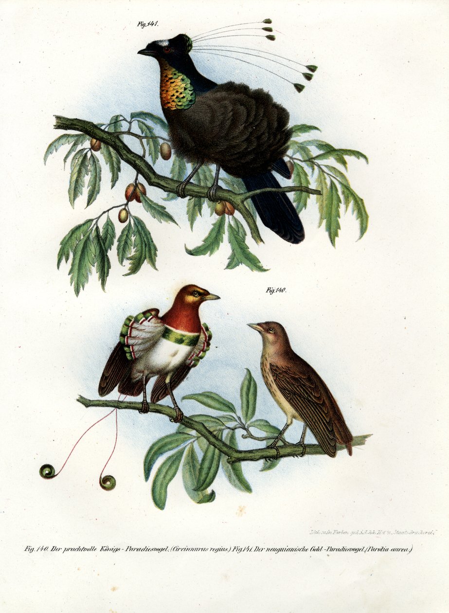Re degli uccelli del paradiso, 1864 da German School