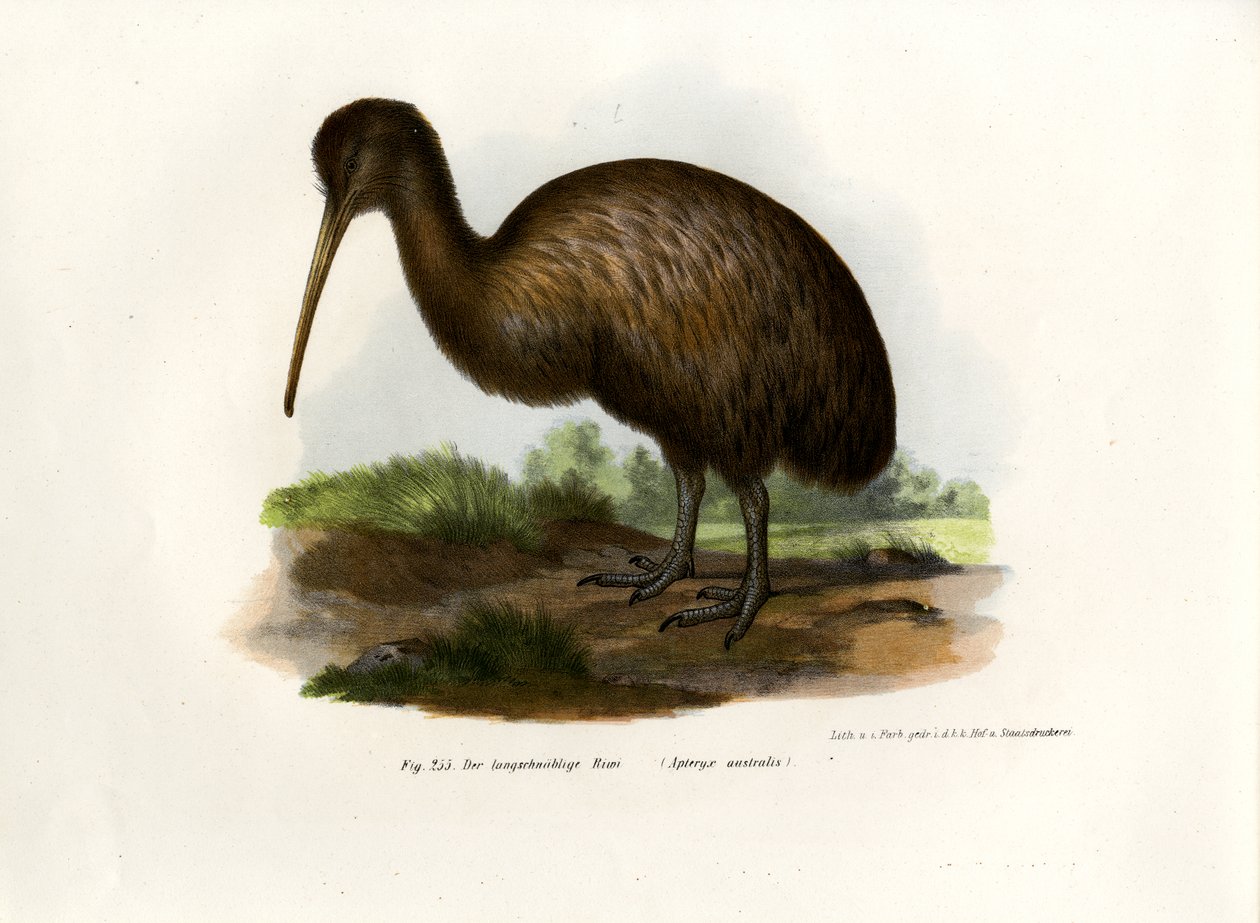 Kiwi, 1864 da German School
