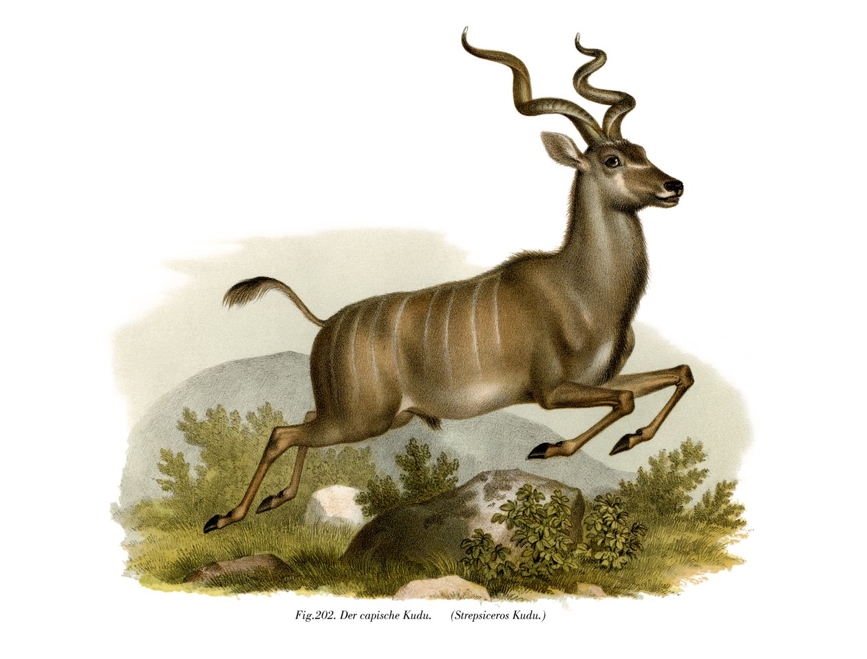 Kudu, 1860 da German School