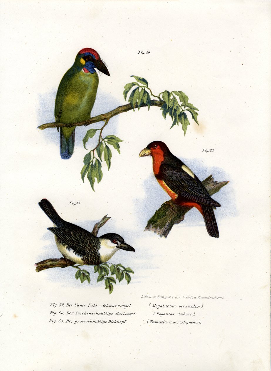 Barbet verde grande, 1864 da German School