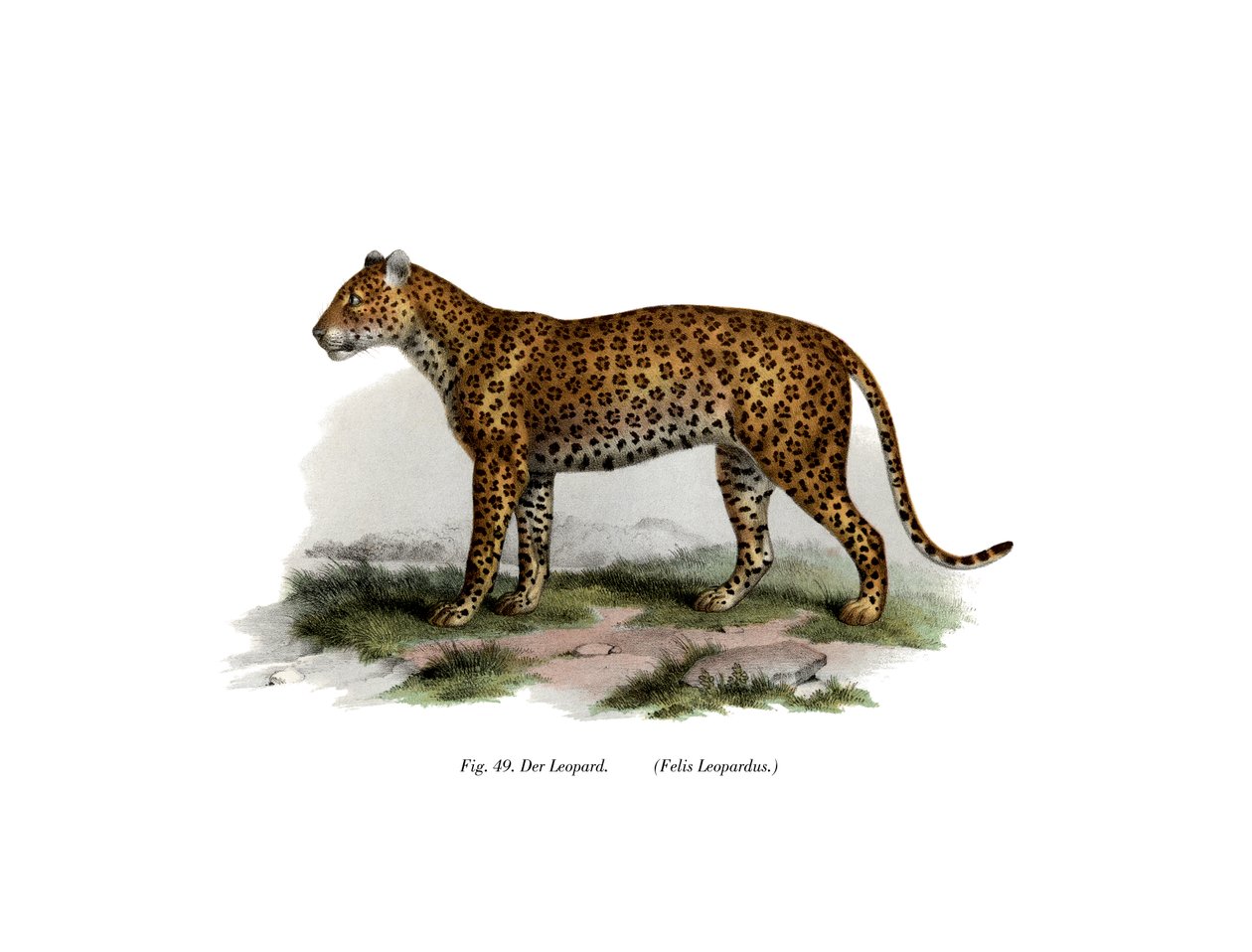 Leopardo, 1860 da German School