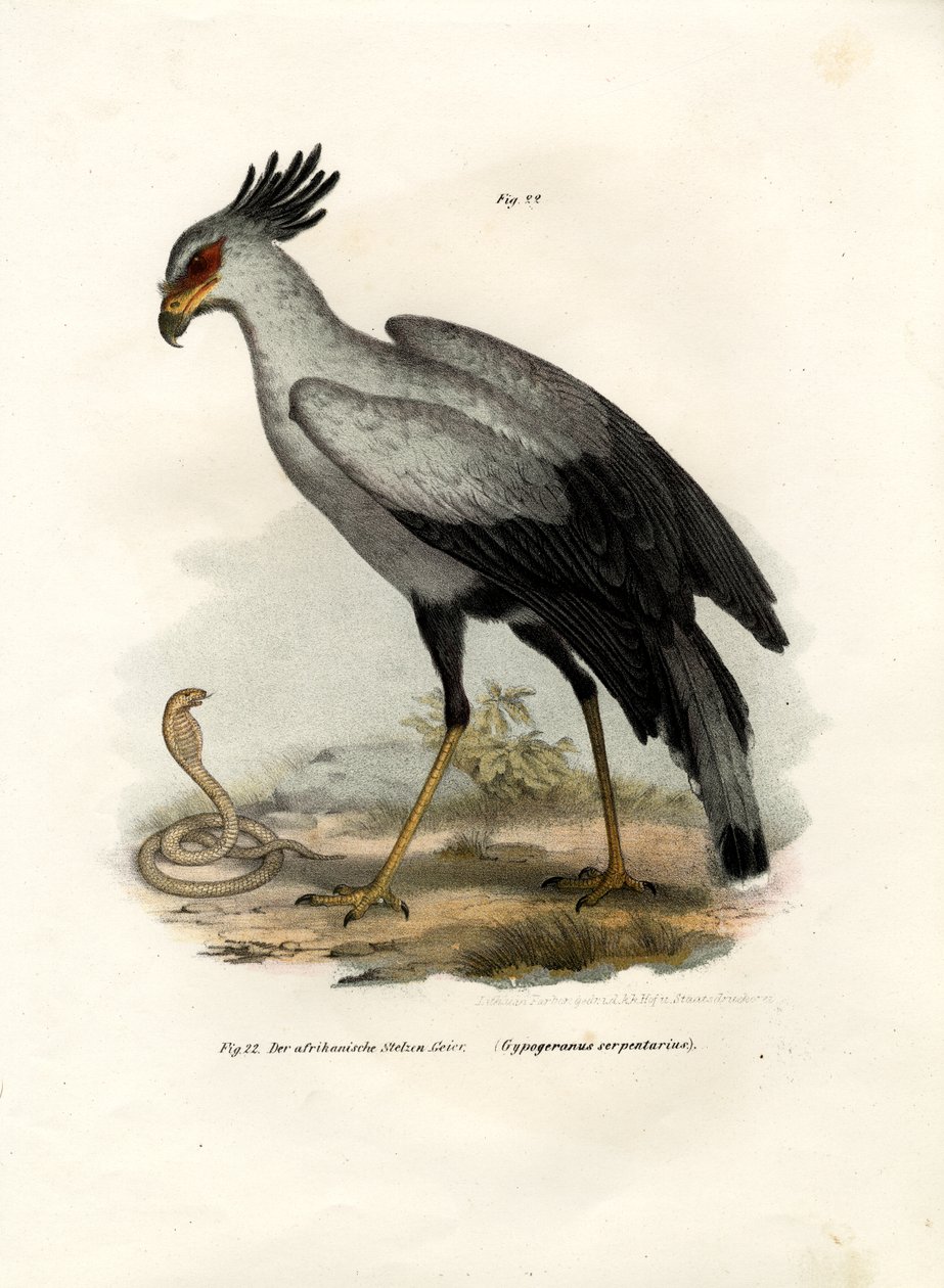 Uccello rapace dalle lunghe zampe da German School