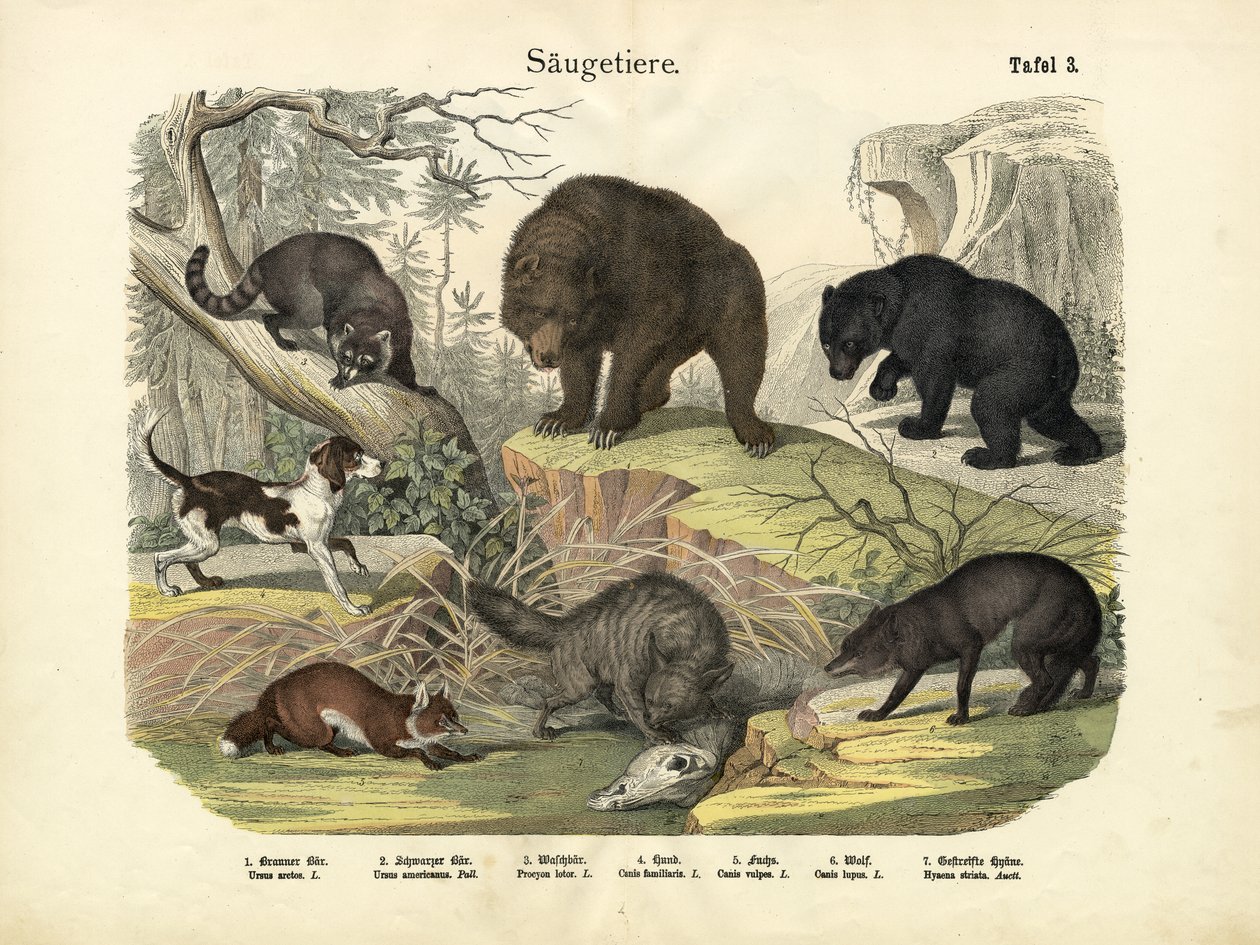 Mammiferi, c.1860 da German School