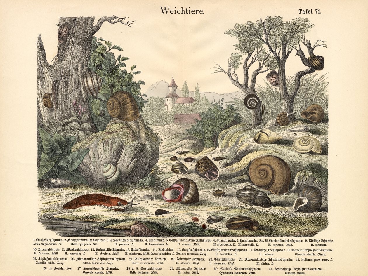Molluschi da German School