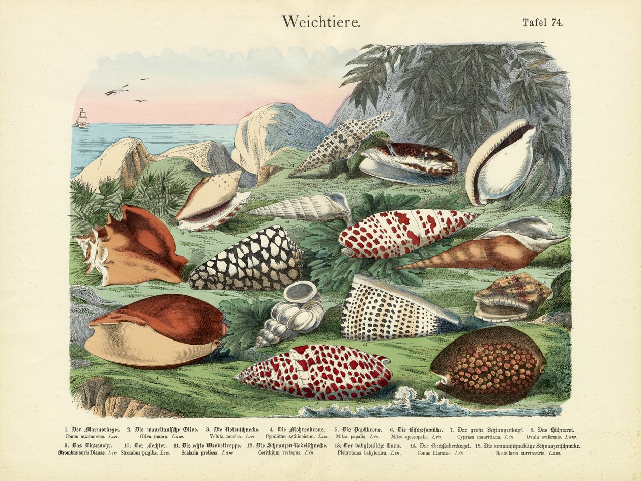Molluschi da German School