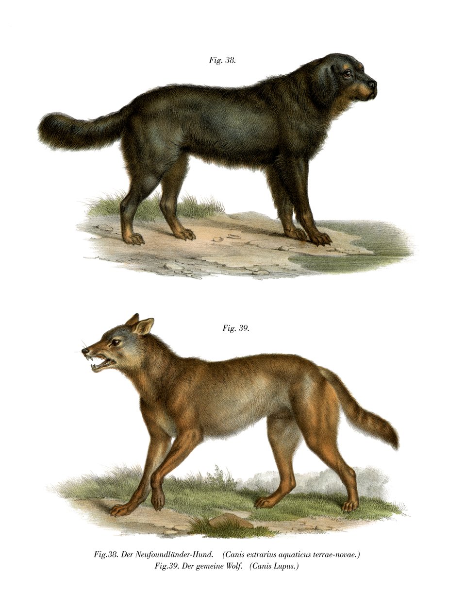 Cane di Terranova, 1860 da German School