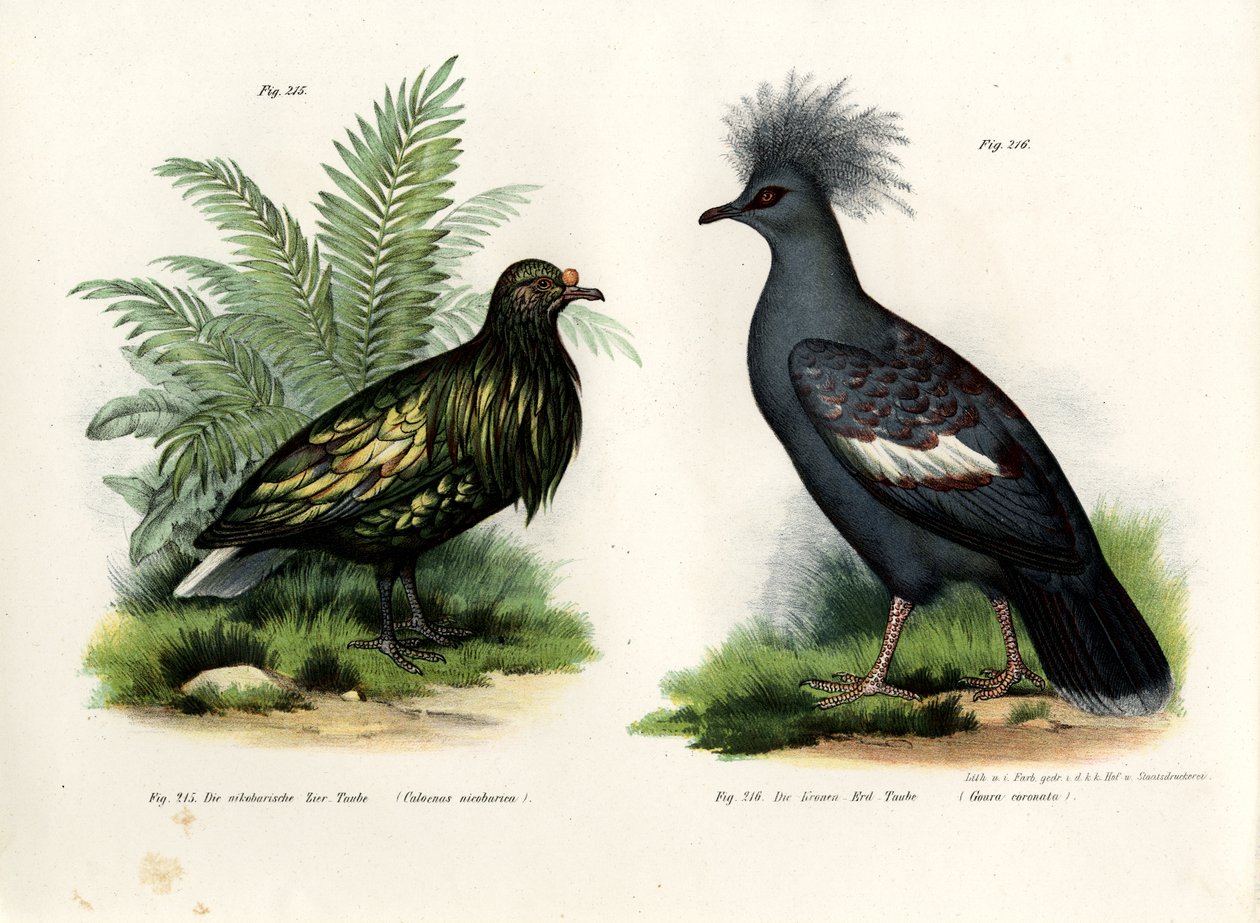 Piccione Nicobar, 1864 da German School