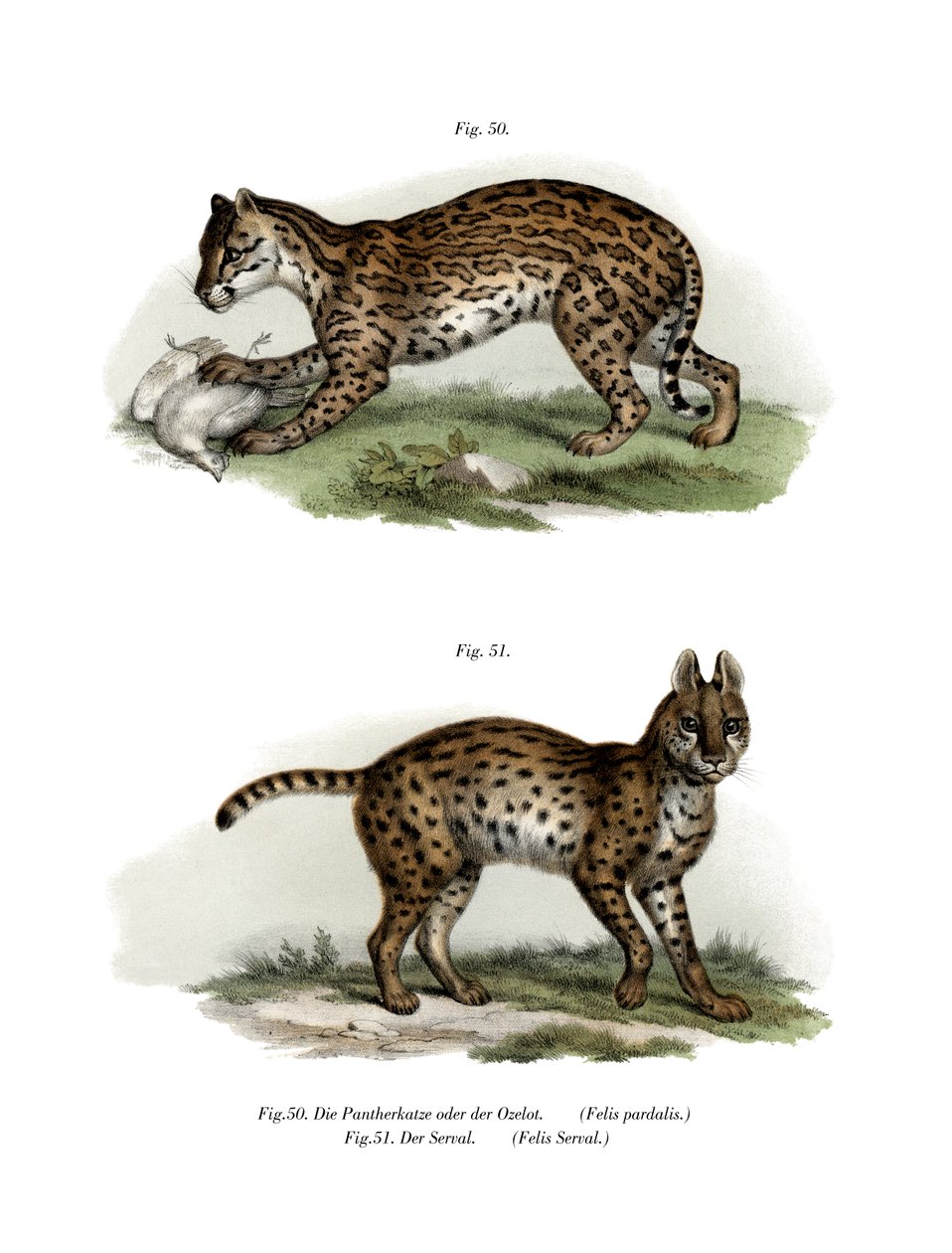 Ocelot, 1860 da German School