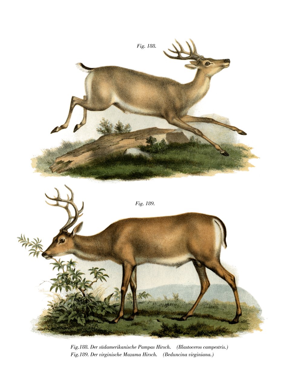Cervo delle pampas, 1860 da German School