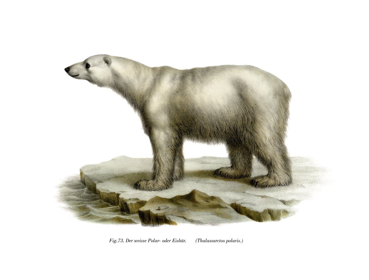 Orso polare, 1860 da German School