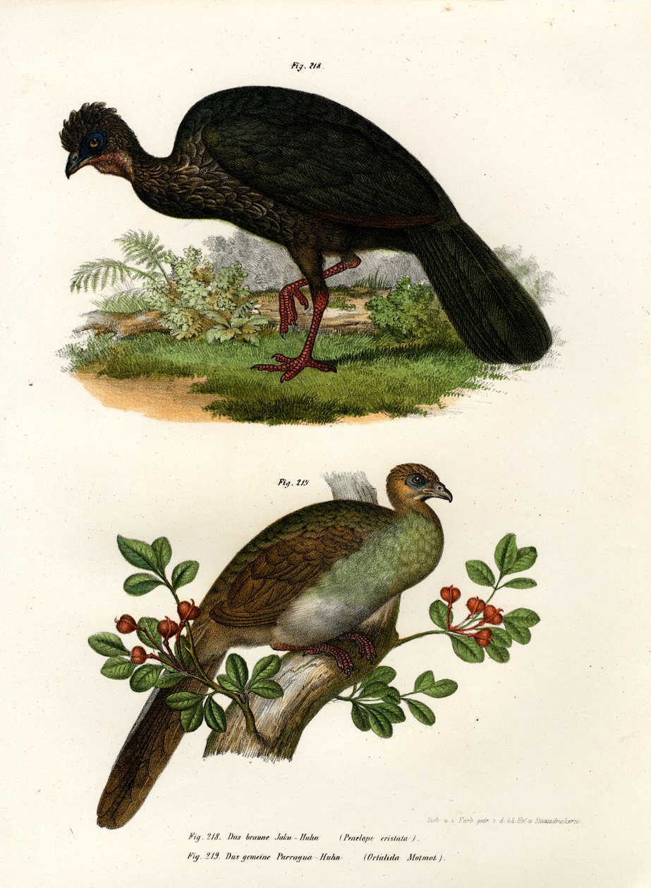 Guan Porpora, 1864 da German School