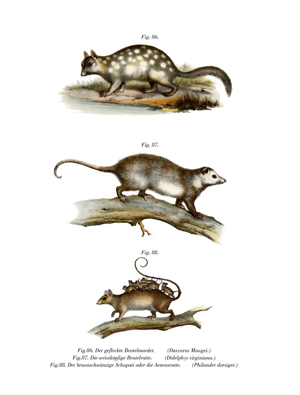 Quoll, 1860 da German School